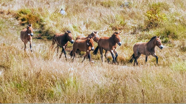 Z6人生就是博,湖南野活泼物追踪,湖南卫星追踪器,湖南追踪器 Z6人生就是博,湖南野活泼物追踪,湖南卫星追踪器,湖南追踪器