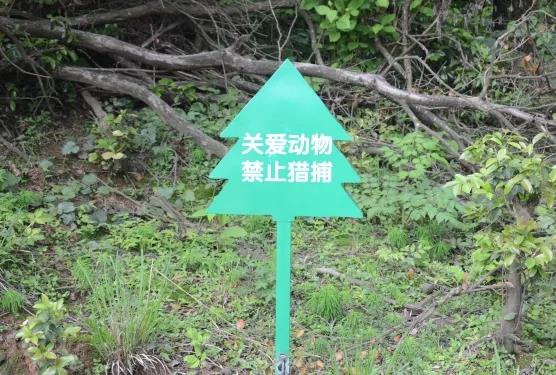 攸县兴林油茶,油茶苗,油茶果,轻基质杯苗,裸根苗,油茶苗价值,油茶苗批发,油茶苗基地 攸县兴林油茶,油茶苗,油茶果,轻基质杯苗,裸根苗,油茶苗价值,油茶苗批发,油茶苗基地
