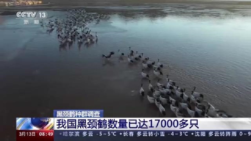 Z6人生就是博,湖南野活泼物追踪,湖南卫星追踪器,湖南追踪器 Z6人生就是博,湖南野活泼物追踪,湖南卫星追踪器,湖南追踪器