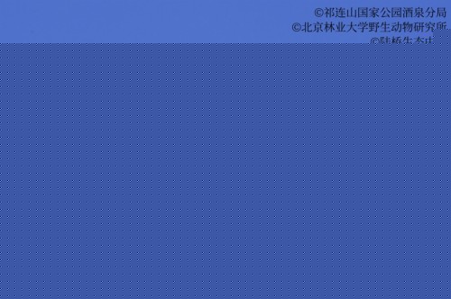 Z6人生就是博,湖南野活泼物追踪,湖南卫星追踪器,湖南追踪器